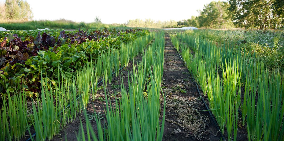 Grey Arrow Farm CSA Organic Vegetables Edmonton, Camrose, Sherwood