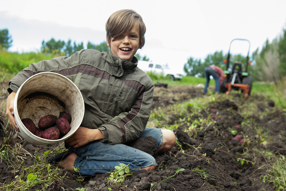 Farm kid picking potatoes at Grey Arrow Farm in Camrose, Alberta.
